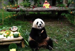 上海熊猫爆料事件视频,真相与争议的交织